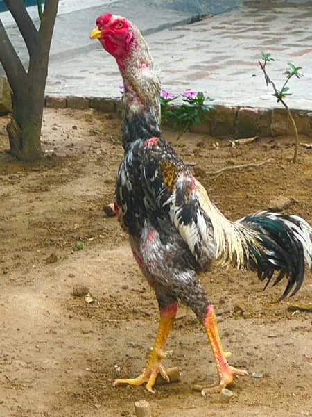 Shamo, Thai,Orpington ,Blue lace Wyandotte , Ayam Cemani Chicks 0