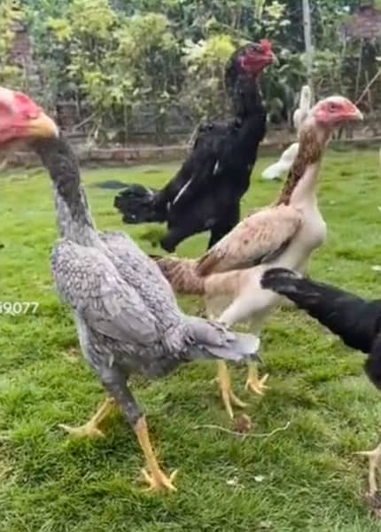 Shamo, Thai,Orpington ,Blue lace Wyandotte , Ayam Cemani Chicks 4