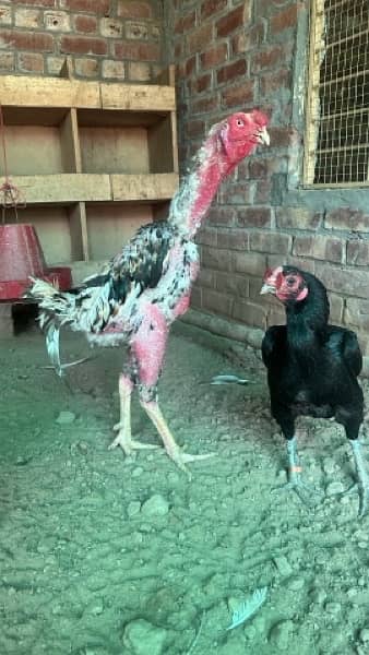 Shamo, Thai,Orpington ,Blue lace Wyandotte , Ayam Cemani Chicks 5