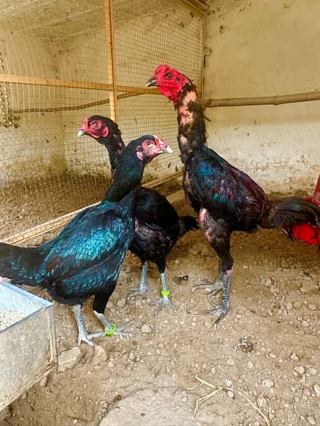 Shamo, Thai,Orpington ,Blue lace Wyandotte , Ayam Cemani Chicks 6