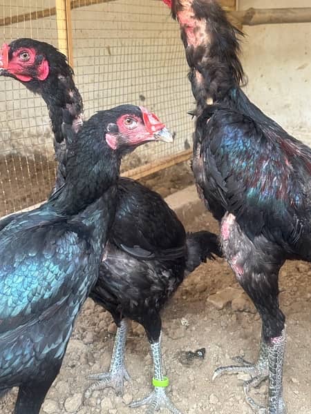 Shamo, Thai,Orpington ,Blue lace Wyandotte , Ayam Cemani Chicks 7