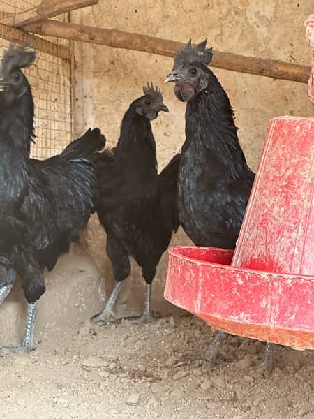 Shamo, Thai,Orpington ,Blue lace Wyandotte , Ayam Cemani Chicks 9