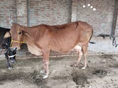 cow for sale nicha Wacha ha what app03240584510