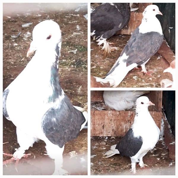 sherazi piogon for sale 3