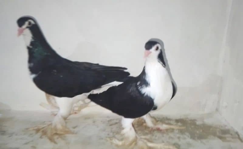 sherazi piogon for sale 6