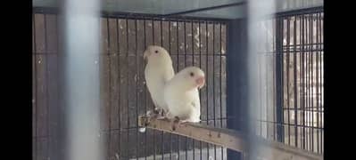 albino red to red breader pair