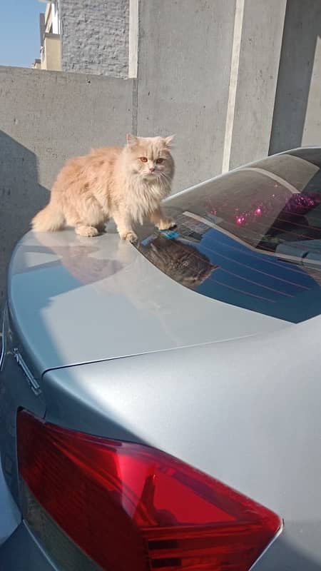 Persian cat double coat 1