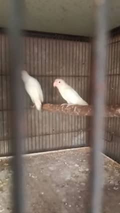 Albino Red Eyes Split Breeder Pairs With DNA Read Ad