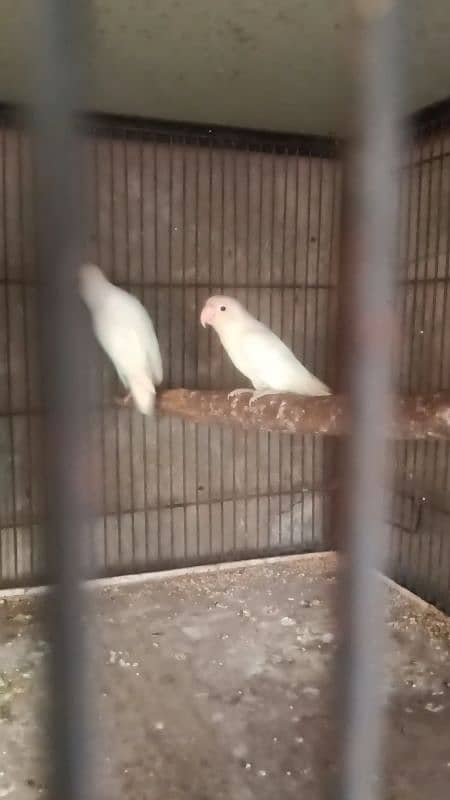 Albino Red Eyes Split Breeder Pairs Read Ad 0