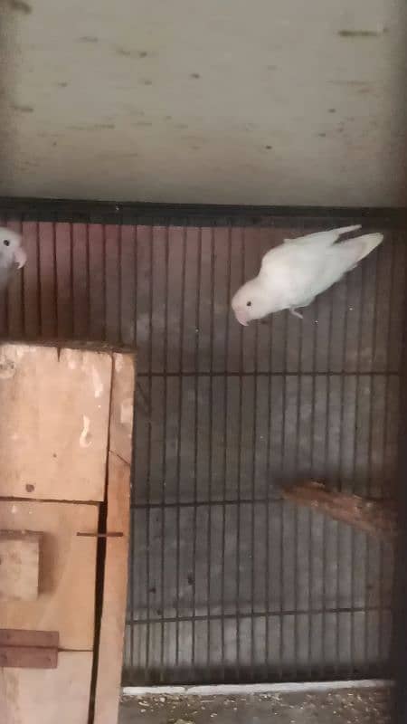 Albino Red Eyes Split Breeder Pairs Read Ad 2