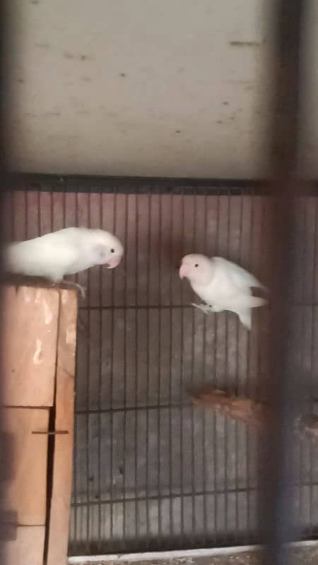 Albino Red Eyes Split Breeder Pairs Read Ad 3