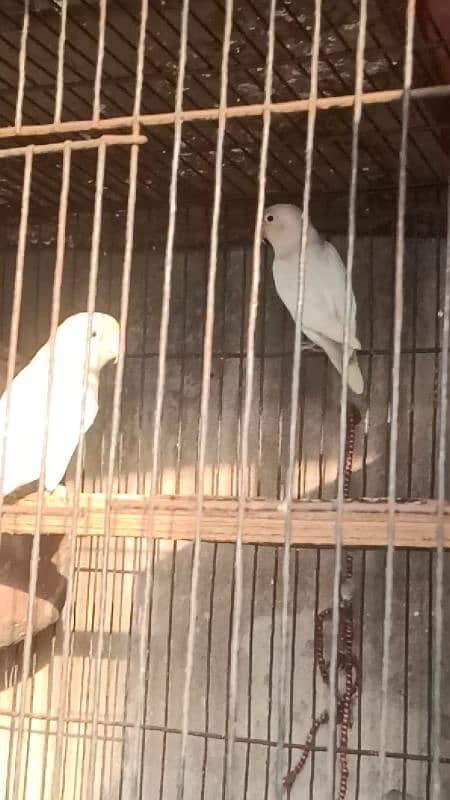 Albino Red Eyes Split Breeder Pairs Read Ad 4