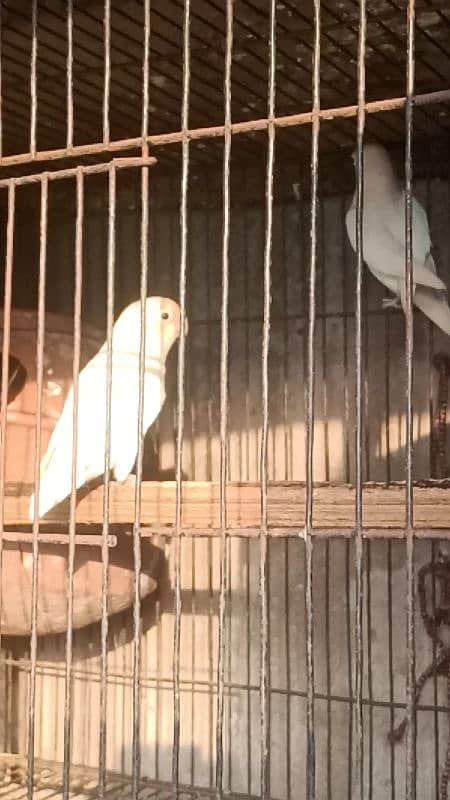 Albino Red Eyes Split Breeder Pairs Read Ad 5