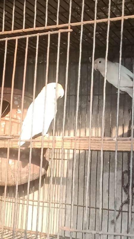 Albino Red Eyes Split Breeder Pairs Read Ad 6