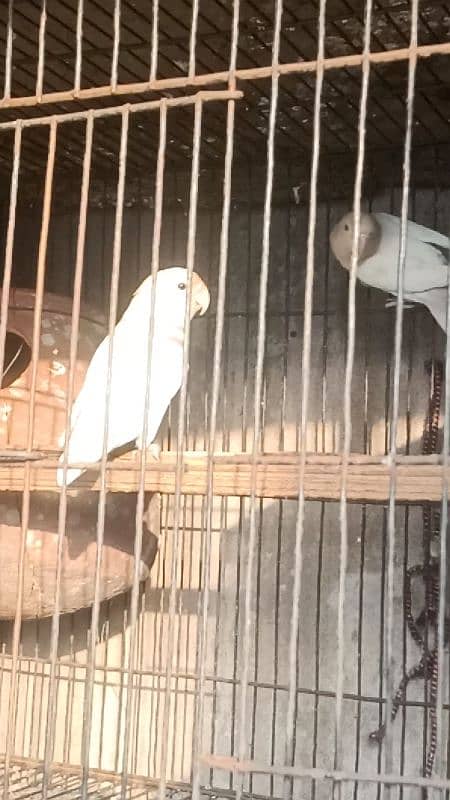 Albino Red Eyes Split Breeder Pairs Read Ad 7