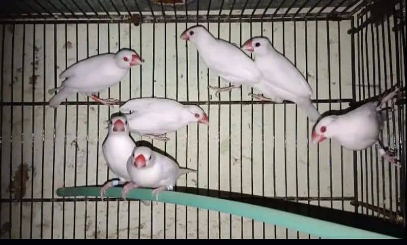 Albino Java Ready Too Breed 3