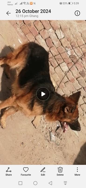 German shepherd female long coat 0