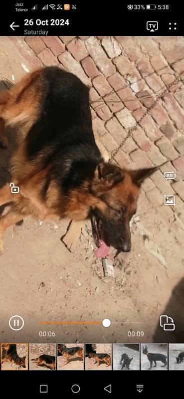 German shepherd female long coat 1