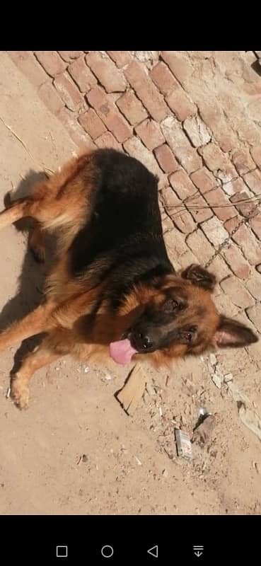 German shepherd female long coat 2