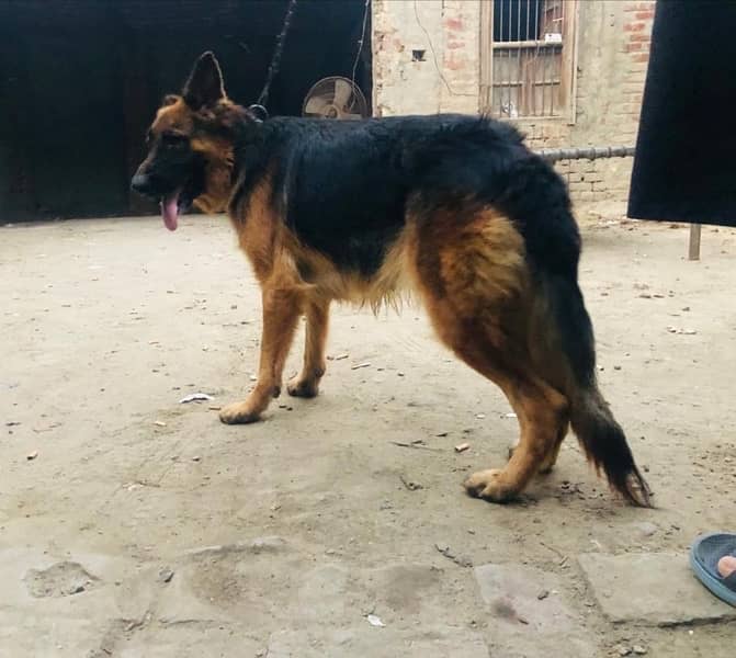 German shepherd female long coat 4