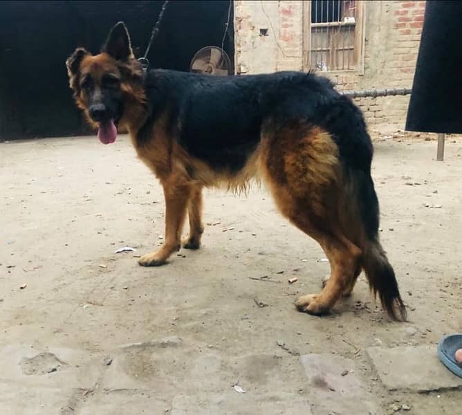 German shepherd female long coat 5