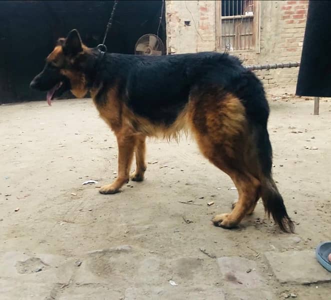 German shepherd female long coat 6