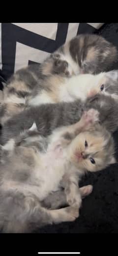 kittens