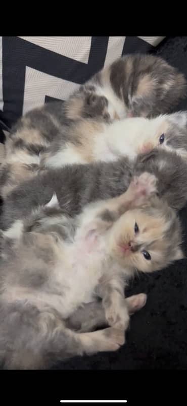 kittens awailable for sale 0