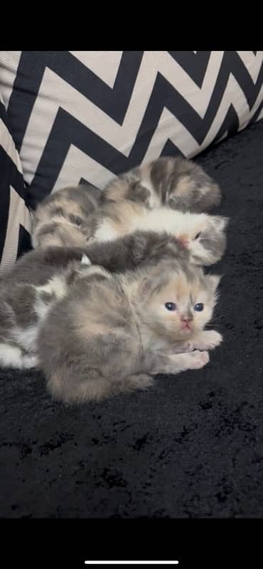 kittens awailable for sale 1