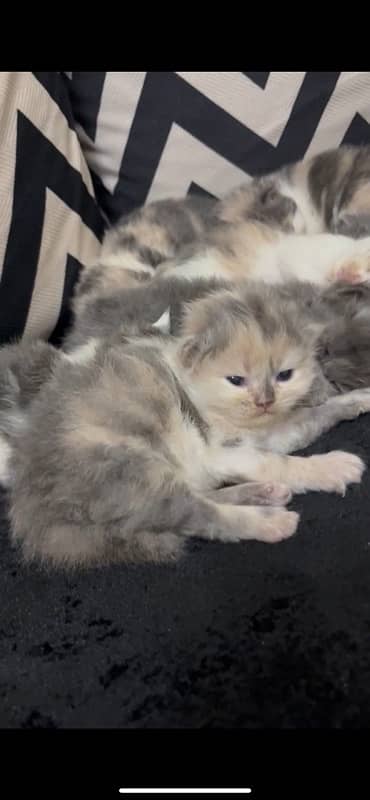 kittens awailable for sale 2