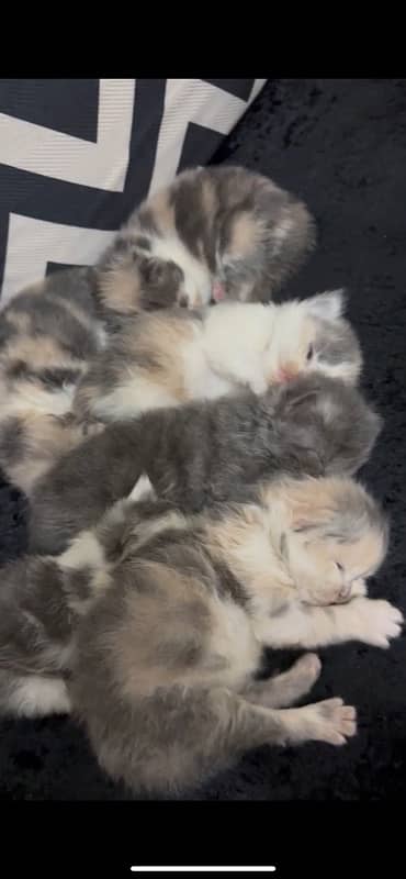 kittens awailable for sale 3