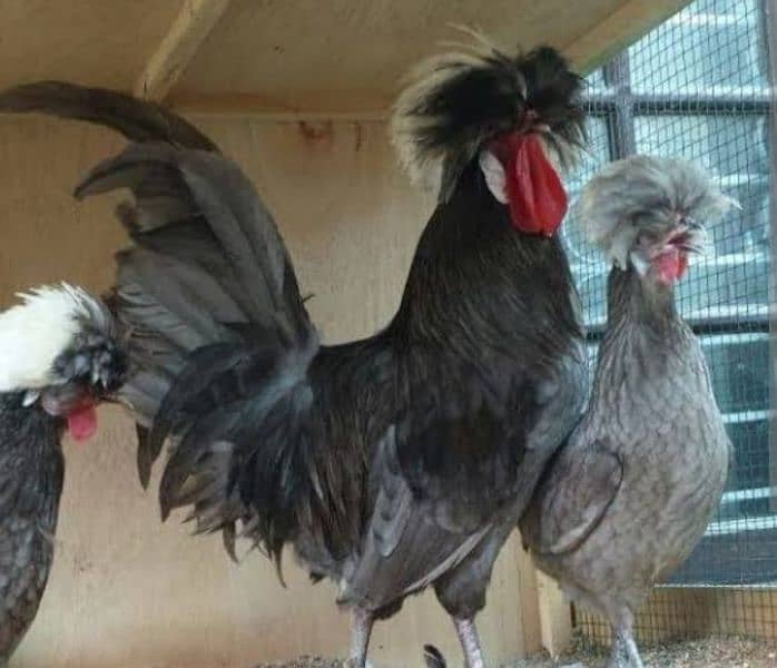 brahma chicks,polish chicks , heera aseel 2