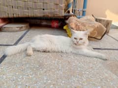 White Persian female cat