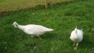 1.6 year old white peacock for sale 0