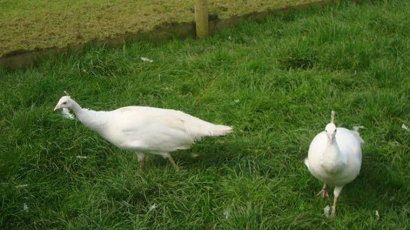 1.6 year old white peacock for sale 0