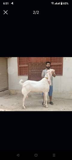 Bakra