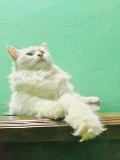 Double coat pure white Persian cat