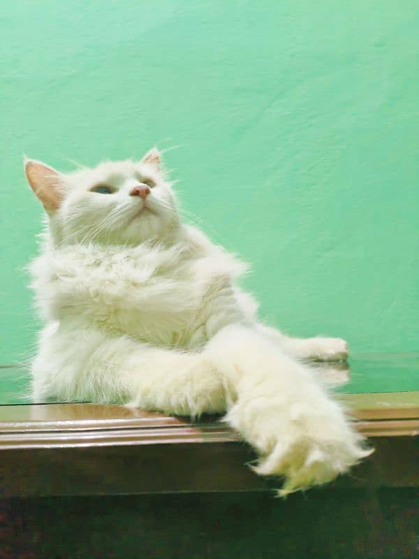 Double coat pure white Persian cat 0