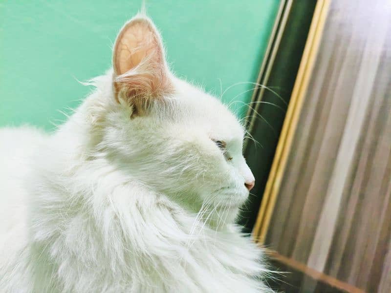 Double coat pure white Persian cat 1