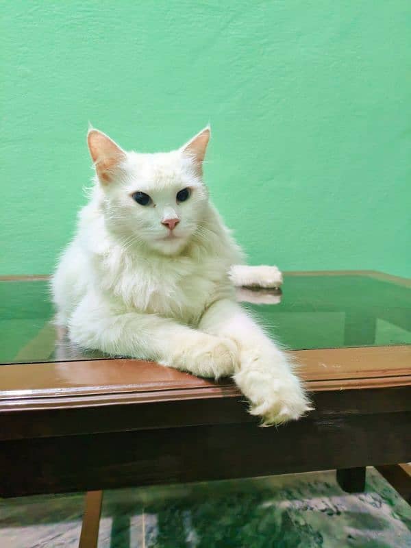 Double coat pure white Persian cat 3