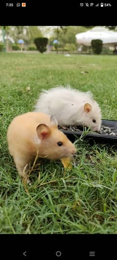 HAMSTER PAIR AVAILABLE FOR SALE