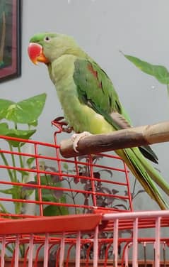 Raw Parrot Tamed Alexanderine (Male - Most Probably)