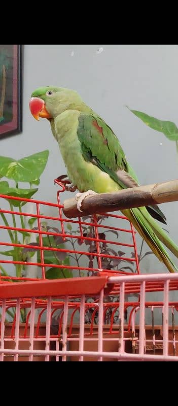 Raw Parrot Tamed Alexanderine (Male - Most Probably) 1