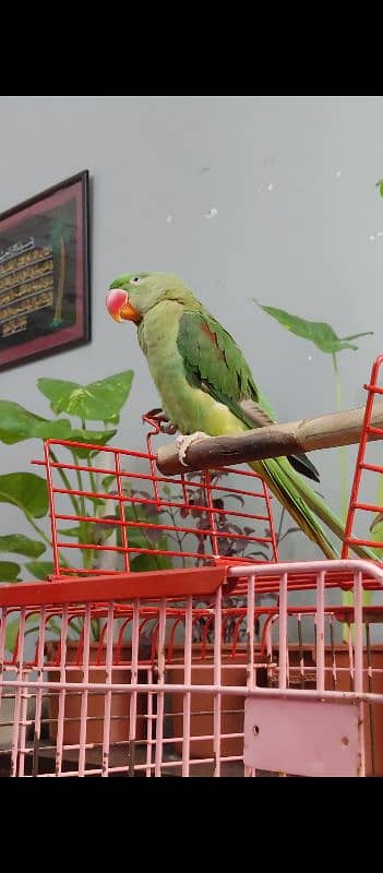 Raw Parrot Tamed Alexanderine (Male - Most Probably) 2