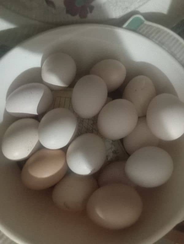 Desi Eggs for Sale 0