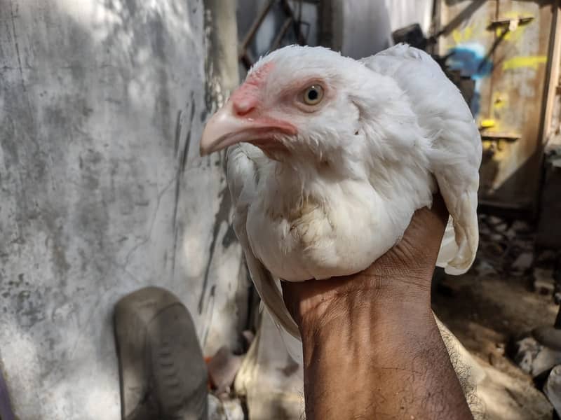 HEERA KANDHARI PATTHEY AUR GALWEY KA JORA PURE BREED 8