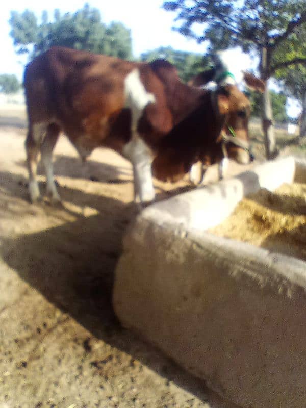 Cows available 1