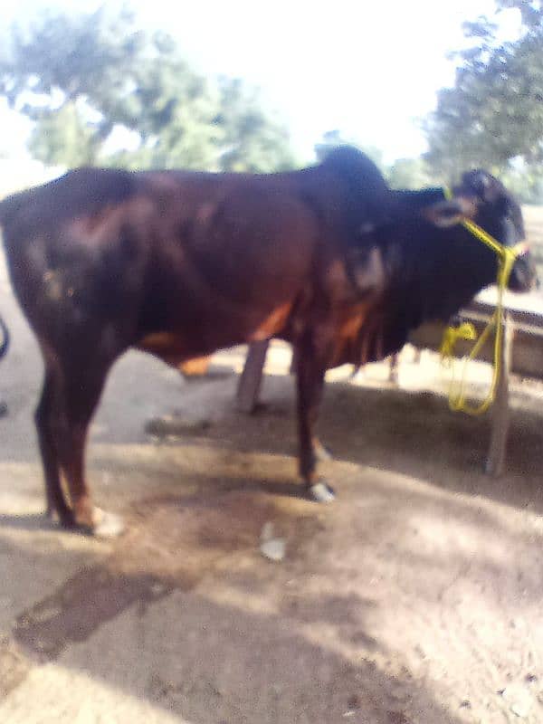 Cows available 2