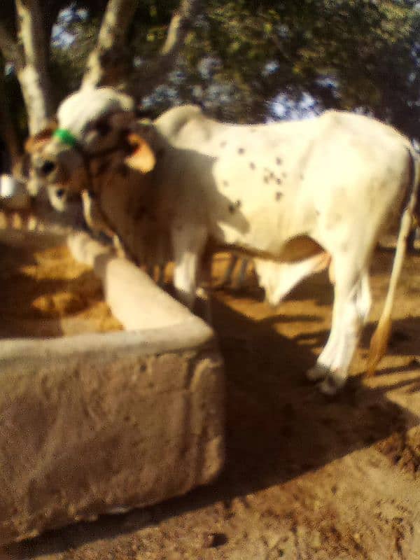 Cows available 3