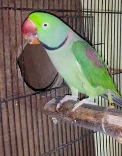 Raw parrot for sale 0